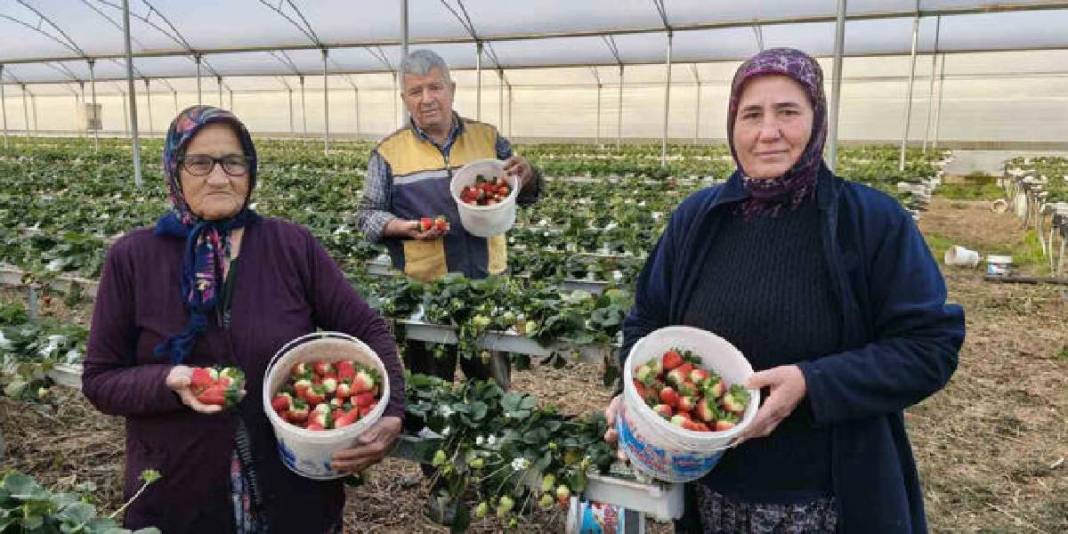 Tek bir bölgede 50.000 ton üretiliyor: Bu sezon kilosu 160 TL’den satışta 4